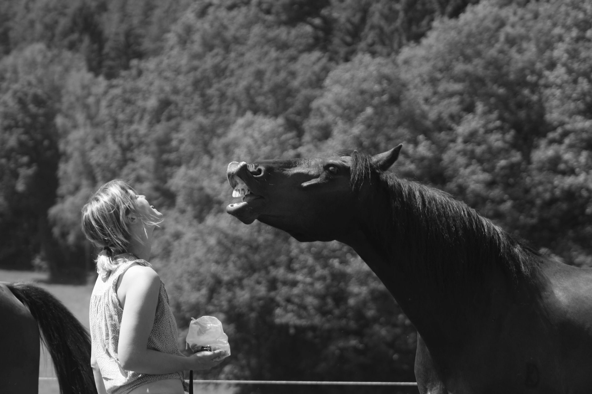 Pferd-Mensch Kommunikation 