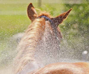 bild_shop_kategorie_kaufuntersuchung_307244210