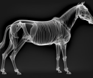 bild_shop_kategorie_roentgen