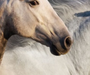 grafik__bild_shop_artikel_kaufuntersuchung