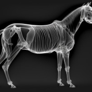 Jahresticket: Zugang 12 Monate