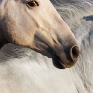 Kaufuntersuchung [digital]<br />50er-Ticket