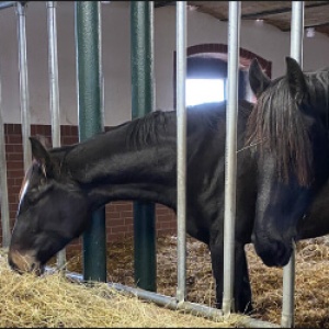 raufutter_ratgeber_kachel_2071323907